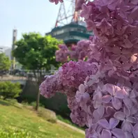 プレジデントリンカーン「ライラック」のアルバム-みんなの趣味