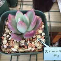 多肉植物パキフィツムシンデレラシン「パキフィツム系」のアルバム
