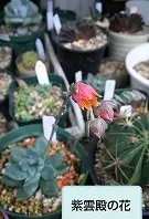 多肉植物パキフィツム紫美人「パキフィツム系」のアルバム