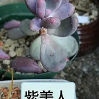 多肉植物パキフィツム紫美人「パキフィツム系」のアルバム-みんなの