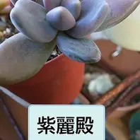 多肉　パキフィツム 紫美人 パキフィツム パープル美人 Pachyphytum 'Purple Bijin'｜多肉