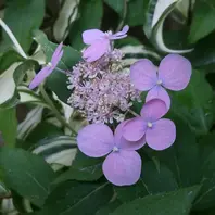 覆輪城ヶ崎2025/06/18「山紫陽花と紫陽花など」のアルバム-みんなの