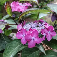 覆輪城ヶ崎2025/06/18「山紫陽花と紫陽花など」のアルバム-みんなの
