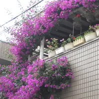 毎年、花後の冬に剪定するので、その年「6月のブーゲンビリア」の