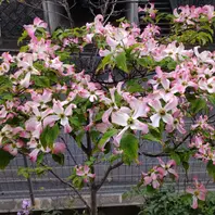 ハナミズキ　アップルブロッサム ハナミズキアップルブロッサム植えて1「樹木」のアルバム-みんなの