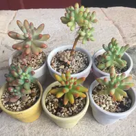 乙女心・恋心・八千代♡紅葉がカワイイ(「多肉」のアルバム