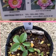 クリスマスローズ交配苗を購入しました「宿根草、多年草」の