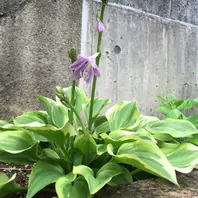 ギボウシ（ホスタ）の写真-みんなの趣味の園芸292974