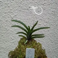 富貴蘭「金銀羅紗」の花です。肉厚で天「フウランの花」のアルバム