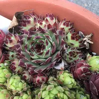 ミセスジョセフィー「センペルビウム」のアルバム-みんなの趣味の園芸