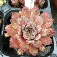 ミセスジョセフィー「センペルビウム」のアルバム-みんなの趣味