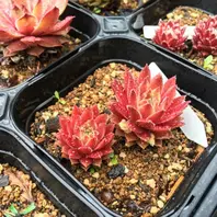 ミセスジョセフィー「センペルビウム」のアルバム-みんなの趣味