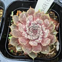 ミセスジョセフィー「センペルビウム」のアルバム-みんなの趣味の園芸