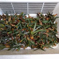 ラン：斑入りのDen.speciosum:タイミンセッコク（丹頂鶴）です