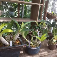 courgetteタイミンセッコク タイミンセッコク、大明セッコクの斑入「我が家の温室です」の