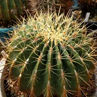 サボテンの文鳥丸です。小さい時の姿と「我が家の温室です」の