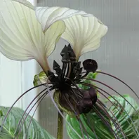 ツンベルギア・マイソレンシスツンベル「温室の花たち」のアルバム