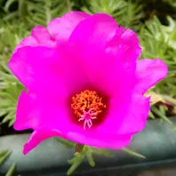 マツバボタンの写真-みんなの趣味の園芸422783