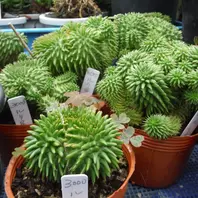 ユーフォルビア・スザンナエ綴化（瑠璃「SHOP」のアルバム-みんなの