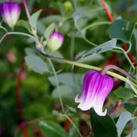 クレマチス・キングスドリーム（6月2「2016年 ～我が家の庭で咲い