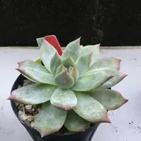 リンゼアナ1号@錦玉園「2016年秋夏越ししたエケベリア達」のアルバム