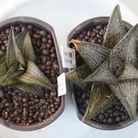 ハオルチアの「雷鱗」です。テッセラー「多肉植物」のアルバム