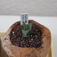 ハオルチアの「雷鱗」です。テッセラー「多肉植物」のアルバム