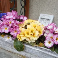 3月23日プリムラジュリアンの寄せ植え「2016年秋～2017年春