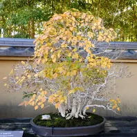 2021.11.12イワシデ「大宮盆栽美術館。2016.秋～2021.春～2024.冬」の