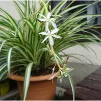 庭先のナカフヒロハオリヅルランに花が「🍂我家の観葉植物＆ラン