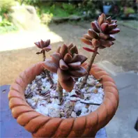 014:Echeveria 'Agavoides Red Tip'(エケベリア アガボイデ