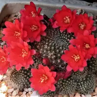 🌻サボテン(レブチア・宝山)の花🔶連「🌵No.1我家のサボテンたち