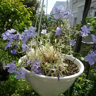 シノブ、トキワシノブの写真-みんなの趣味の園芸255129