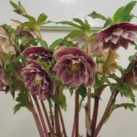 ソレイユ｣。フランス語で｢太陽｣