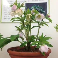 横山園芸「プチドールダブル」「第15回クリスマスローズの世界展」の