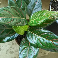 ピクタム'トリカラー'ニルヴァーシュ「アグラオネマ」の