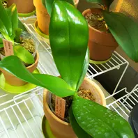 ファレノプシスビオラセアインディゴ「胡蝶蘭」のアルバム-みんなの