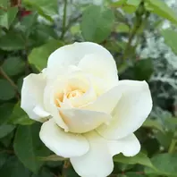 ファビュラス「薔薇」のアルバム-みんなの趣味の園芸832161