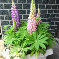 花の写真大好き｜kakip-kenさんのアルバム｜みんなの趣味の園芸