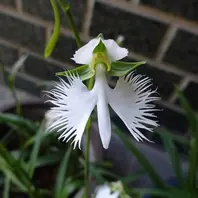 花の写真大好き｜kakip-kenさんのアルバム｜みんなの趣味の園芸