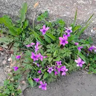 道端に咲いた、野生のスミレ。実物はも「山野草」のアルバム