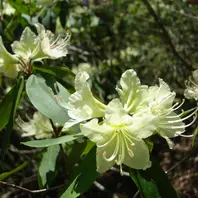 観音岳に咲く日陰ツツジです。とても清「山野草」のアルバム