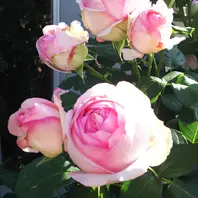 ツルヒストリーが咲き出しました我が家「2017年我が家の薔薇の庭