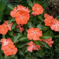 オレンジ色のニチニチソウ「夏みかん」「花のアルバム」の