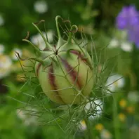 ニゲラの写真-みんなの趣味の園芸1969491