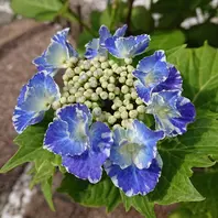 スターリットスカイ絢「紫陽花＆山アジサイ」のアルバム-みんなの趣味