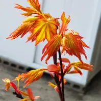 赤鴫立沢モミジ｜アルバム写真-みんなの趣味の園芸580296