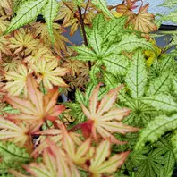 紅鴫立沢と鴫立沢「モミジ」のアルバム-みんなの趣味の園芸820633