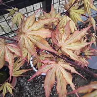 赤鴫立沢「モミジ」のアルバム-みんなの趣味の園芸580296