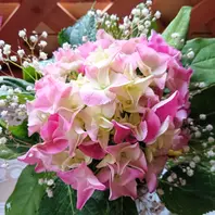 牡丹｢村松の雪｣ 咲きました💗真っ白「うちの花達」のアルバム